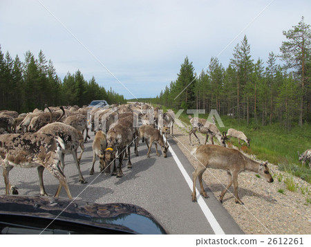 Reindeer's big move Reindeer's big move 2612261