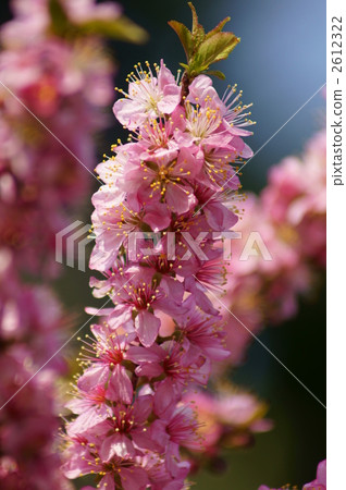 It is probably in full bloom of the garden plum. 2612322