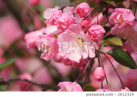 Flower hopping Flower hopping 2612324