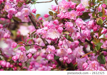 Flower hopping Flower hopping 2612325