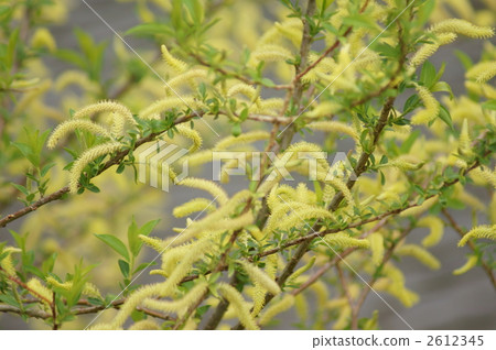Kawagayanagi at the waterside ... Shiroyanagi? Neko Yui? Flirting in the wind Kawagayanagi at the waterside ... Shiroyanagi? Neko Yui? Flirting in the wind 2612345