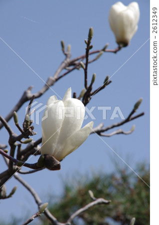 Shiraki lotus flower Shiraki lotus flower 2612349