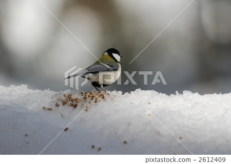 北海道的山雀 2612409