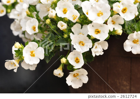 斯特拉 斯特拉 2612724