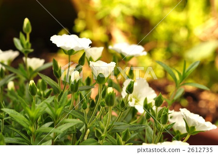 阿雷納利亞·蒙大拿州 2612735