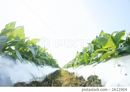 Cigarette field 2612904