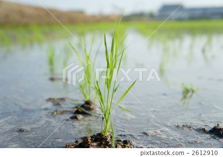 Rice planting 2612910