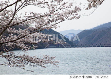 Enakyo的櫻花 2612983