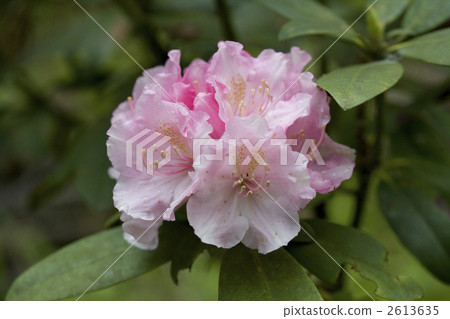 花朵 花 花卉 2613635