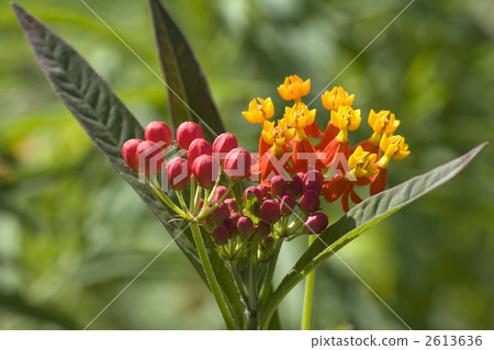 馬利筋 植物 植物學 2613636