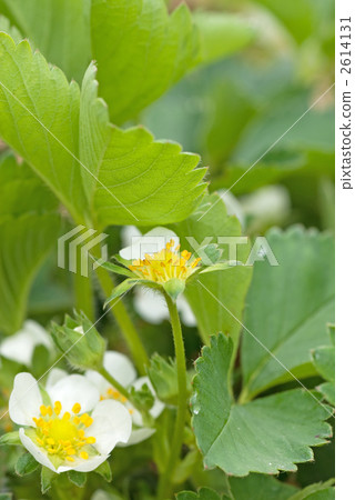 Strawberry ~ Flowers to Sake ~ 2614131