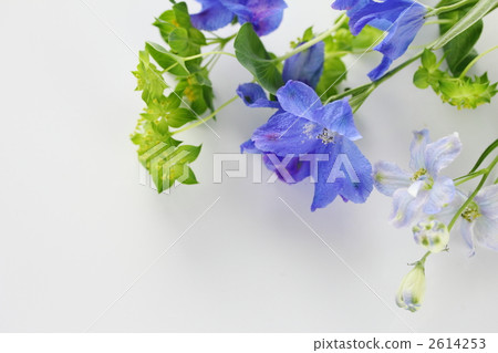 飛燕草 花朵 花 2614253