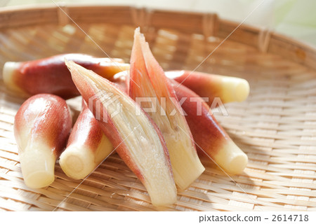 日本生薑 2614718