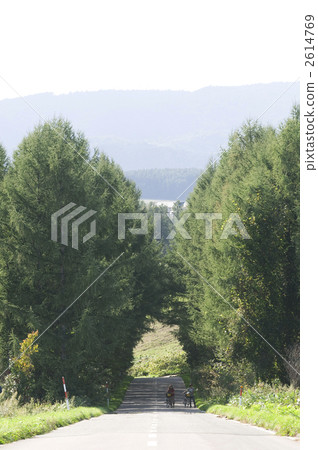 Two-person green tunnel pushing a bicycle on the slope of Biei 2614769