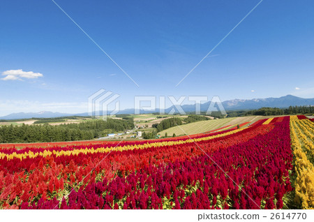 Four seasons Ayana no Oka Keito grass full bloom 2614770