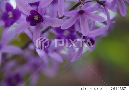Petrea Petrea 2614887