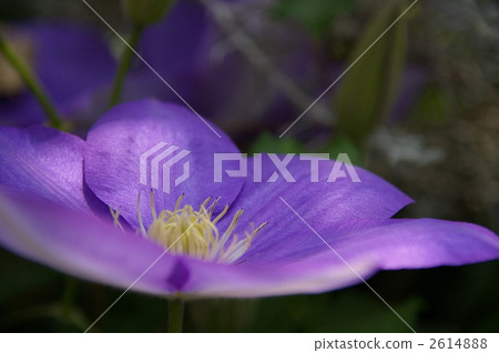 Clematis Clematis 2614888