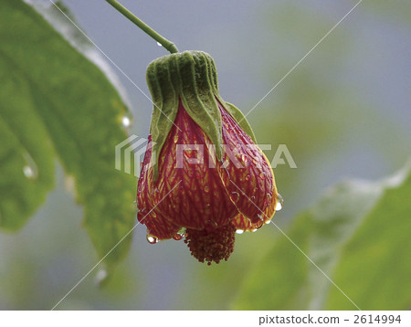 Abuchiron Abuchiron 2614994