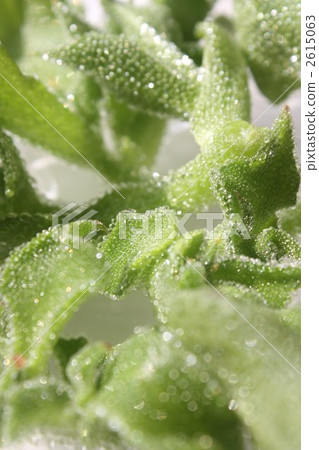 Ice plant Ice plant 2615063