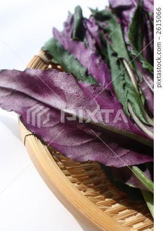 okinawan spinach, kinjiso, traditional vegetables 2615066