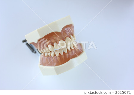 Tooth model Tooth model 2615071