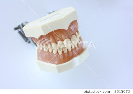 Tooth model Tooth model 2615073