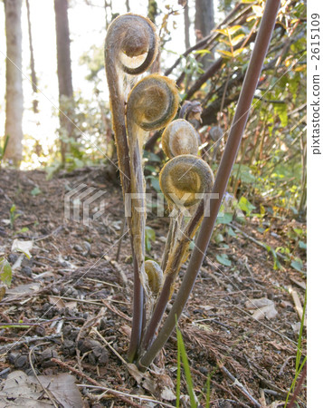 發條 發條 2615109