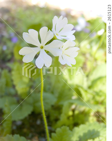 Japanese cherry primrose Japanese cherry primrose 2615123