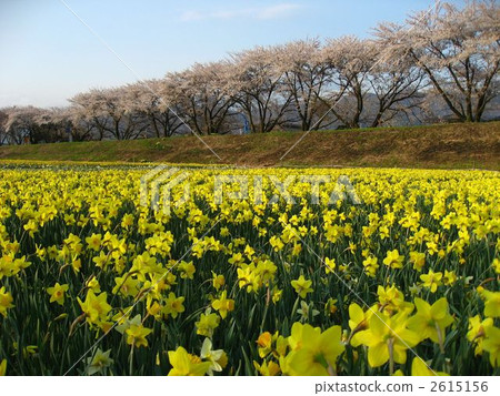 Narcissus and cherry tree 2615156