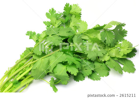 香菜 香菜 2615211