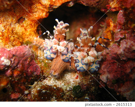 hymenocera picta, lobster, prawn 2615313