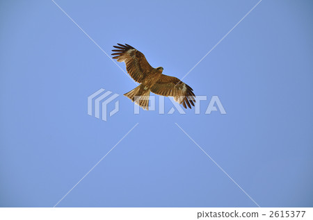 black kite, construction worker, bird 2615377