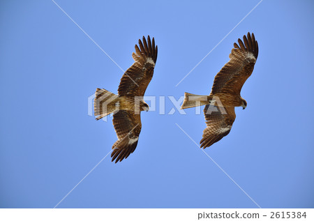 風箏 黑色的風箏 鳥兒 2615384