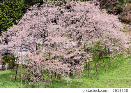 [岐阜縣飛彈高山]臥龍櫻花 2615538