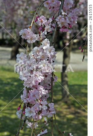 Tree · Fern trees (Rosaceae) 2615555