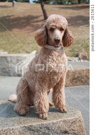 large standard poodle