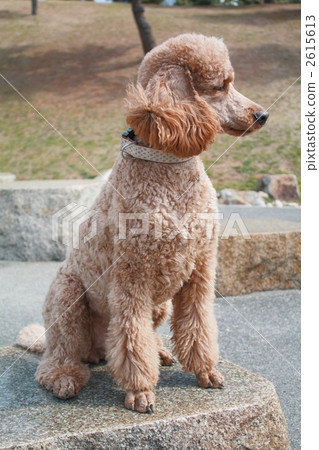 large breed poodles