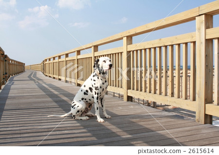 large-breed dog, dalmatian, wooden deck 2615614