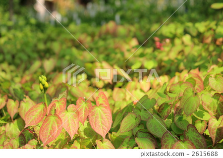 Freshwater leek 2615688