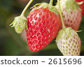 Strawberry  2615696