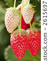 Strawberry  2615697