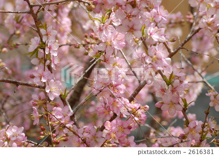 Yulium的花 2616381