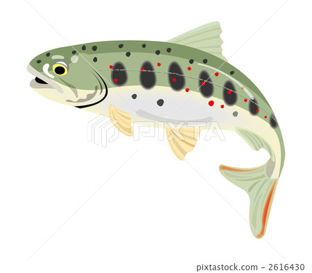 淡水魚 魚 illustration 2616430