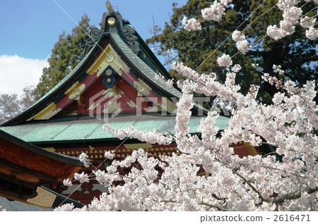 Shiroka Shrine colored with cherry blossoms 2616471