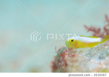 Nakamoto Irowake蝦虎魚 2616567