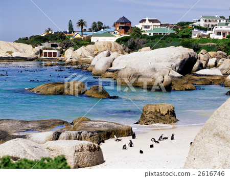 企鵝隊在巨石灘 2616746