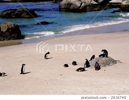 企鵝隊在巨石灘 2616748