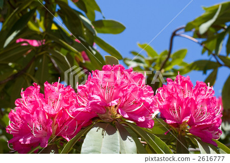 西部杜鵑花花和藍天 2616777