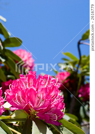 西部杜鵑花花和藍天 2616779
