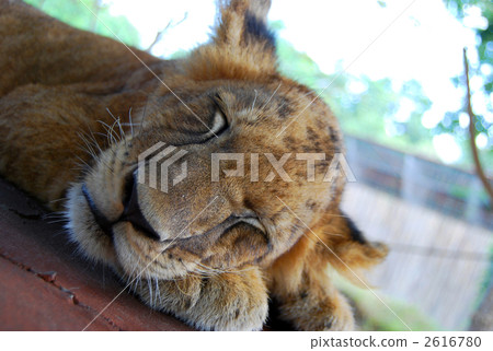 A child lion during a nap 2616780